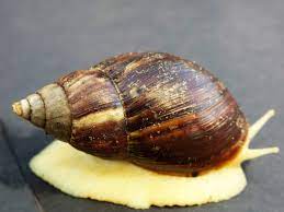 Why is the presence of giant African snails in the US alarming?