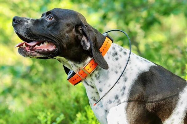 The Best Dog GPS Trackers and Collars