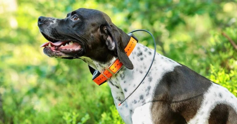 The Best Dog GPS Trackers and Collars